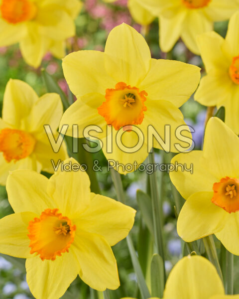Narcissus Bright Jewel Narcissus Bright Jewel