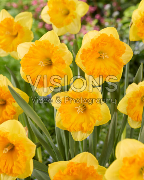 Narcissus Bright Corsage Narcissus Bright Corsage