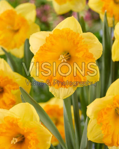 Narcissus Bright Corsage Narcissus Bright Corsage