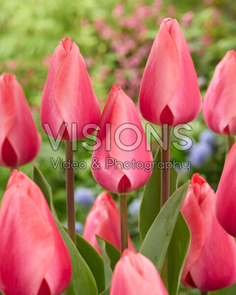 Tulipa Barre Alta Tulipa Barre Alta