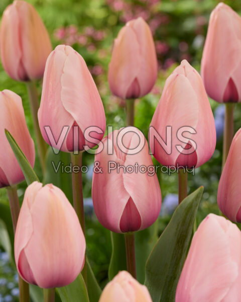 Tulipa Salmon Impression Tulipa Salmon Impression