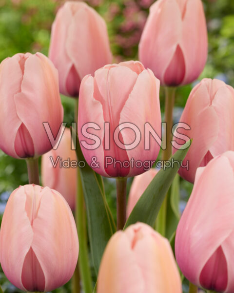 Tulipa Salmon Impression Tulipa Salmon Impression