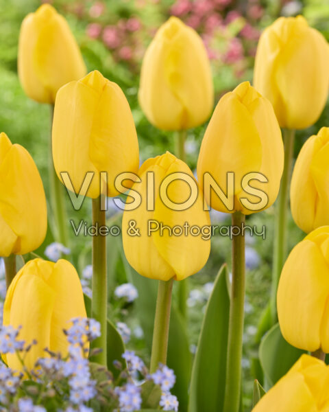 Tulipa Novi Sun Tulipa Novi Sun