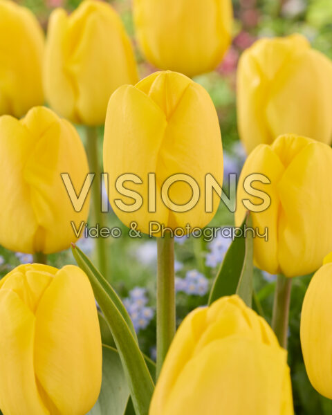 Tulipa Novi Sun Tulipa Novi Sun