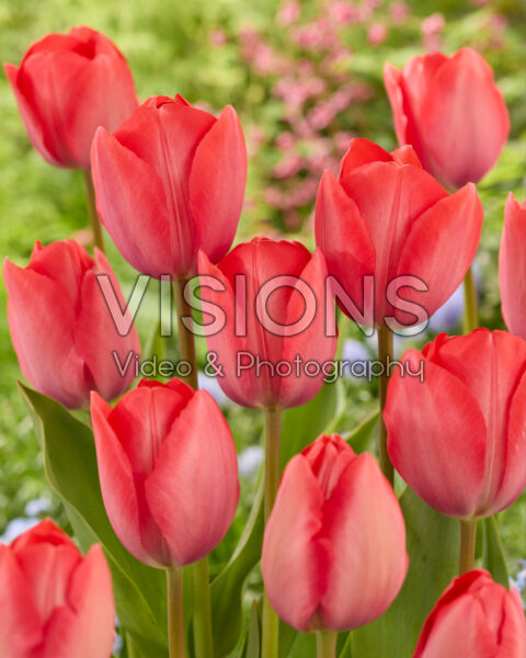 Tulipa Van Eijk Tulipa Van Eijk