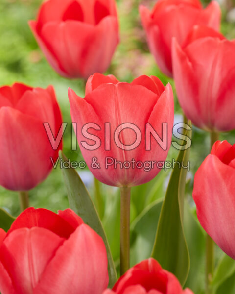 Tulipa Van Eijk Tulipa Van Eijk