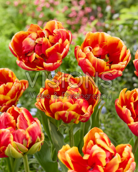 Tulipa Cilesta Tulipa Cilesta