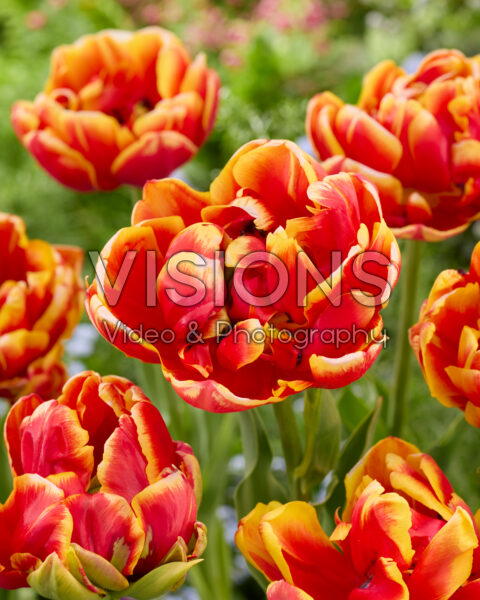 Tulipa Cilesta Tulipa Cilesta