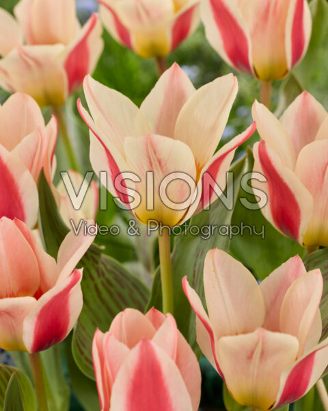 Tulipa Mary Ann Tulipa Mary Ann