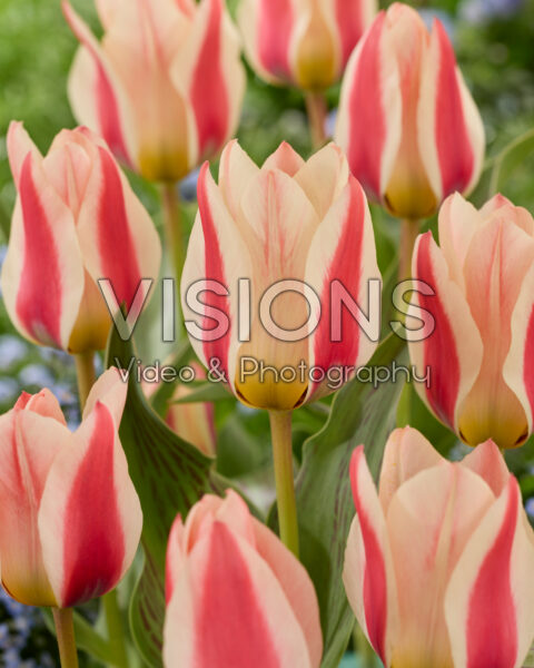 Tulipa Mary Ann Tulipa Mary Ann