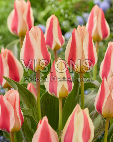 Tulipa Mary Ann Tulipa Mary Ann