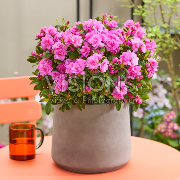 Rhododendron Encore® Autumn Majesty Rhododendron Encore® Autumn Majesty