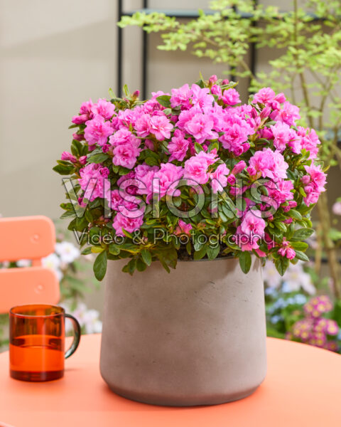Rhododendron Encore® Autumn Majesty Rhododendron Encore® Autumn Majesty