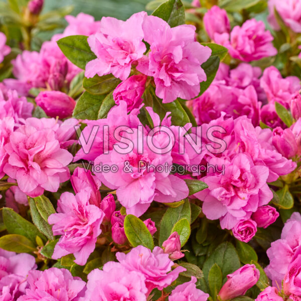 Rhododendron Encore® Autumn Majesty
