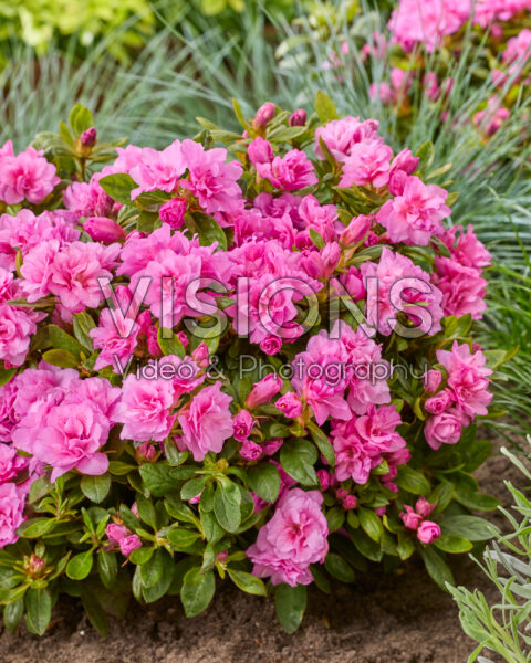 Rhododendron EncoreĀ® Autumn Majesty Rhododendron EncoreĀ® Autumn Majesty