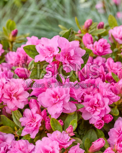 Rhododendron EncoreĀ® Autumn Majesty Rhododendron EncoreĀ® Autumn Majesty