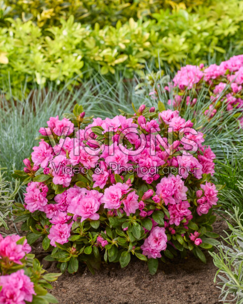 Rhododendron Encore® Autumn Majesty