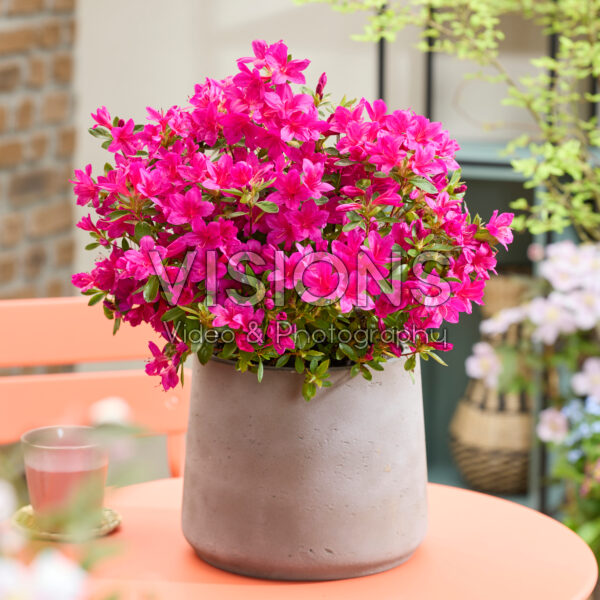 Rhododendron EncoreĀ® Autumn Prince Rhododendron EncoreĀ® Autumn Prince