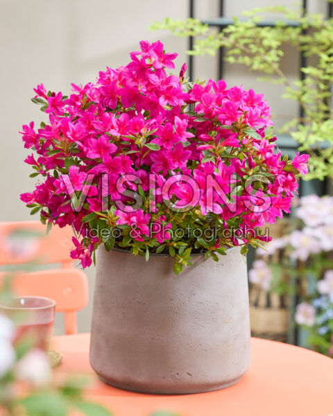Rhododendron Encore® Autumn Prince Rhododendron Encore® Autumn Prince
