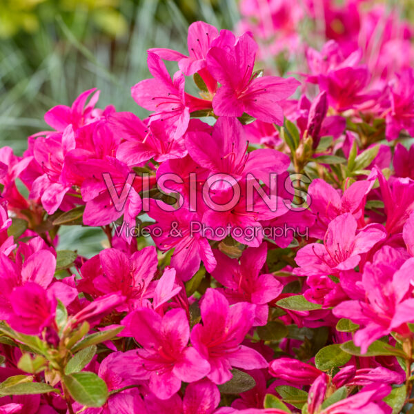 Rhododendron Encore® Autumn Prince Rhododendron Encore® Autumn Prince