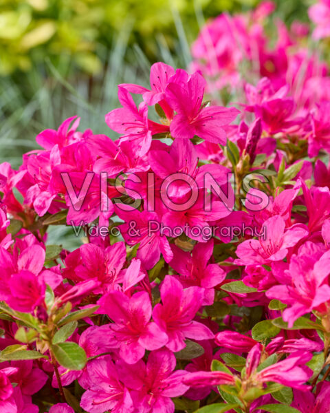 Rhododendron EncoreĀ® Autumn Prince Rhododendron EncoreĀ® Autumn Prince