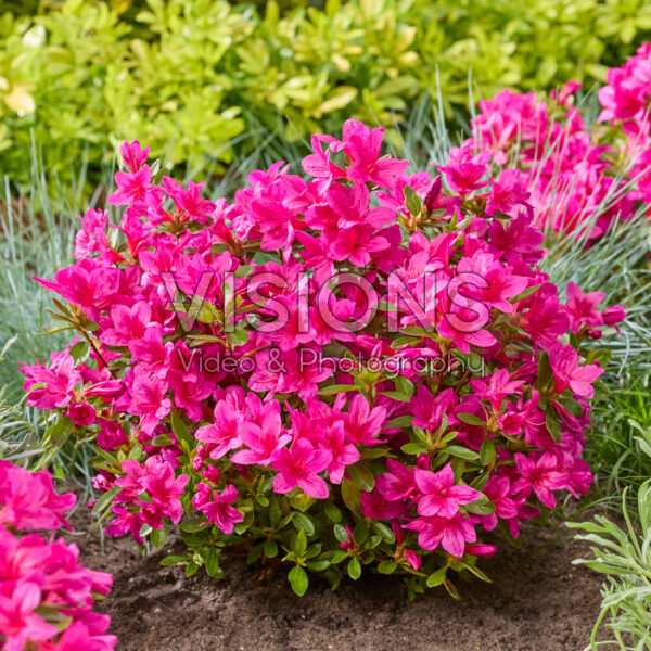 Rhododendron Encore® Autumn Prince