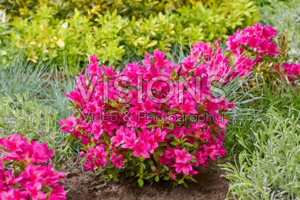 Rhododendron EncoreĀ® Autumn Prince Rhododendron EncoreĀ® Autumn Prince