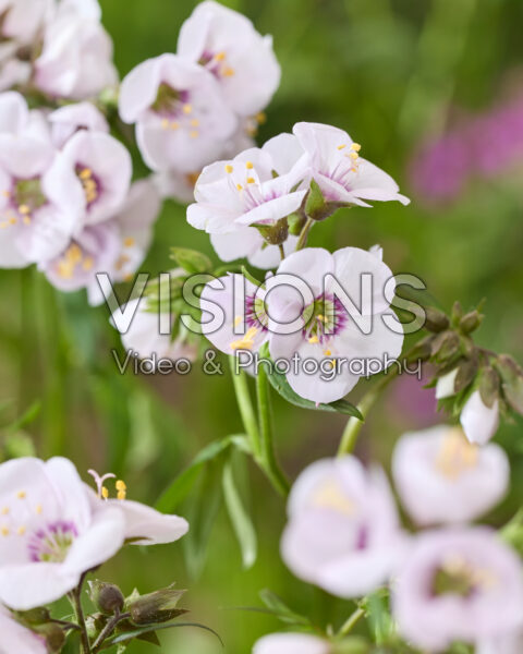 Polemonium Violet Heart Polemonium Violet Heart