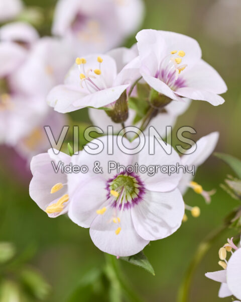Polemonium Violet Eye Polemonium Violet Eye