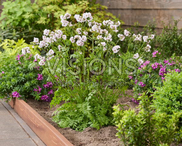Polemonium Violet Heart Polemonium Violet Heart