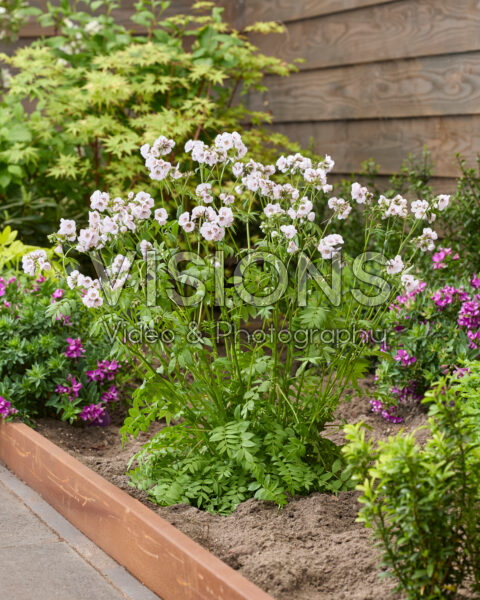 Polemonium Violet Eye Polemonium Violet Eye