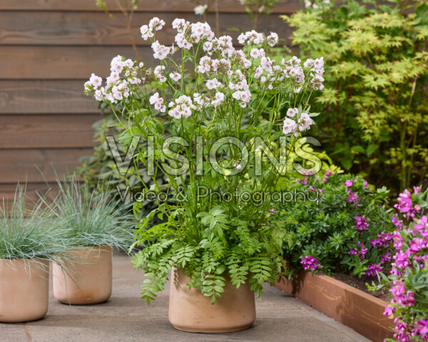 Polemonium Violet Eye Polemonium Violet Eye