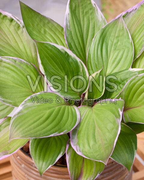 Hosta 253 Hosta 253