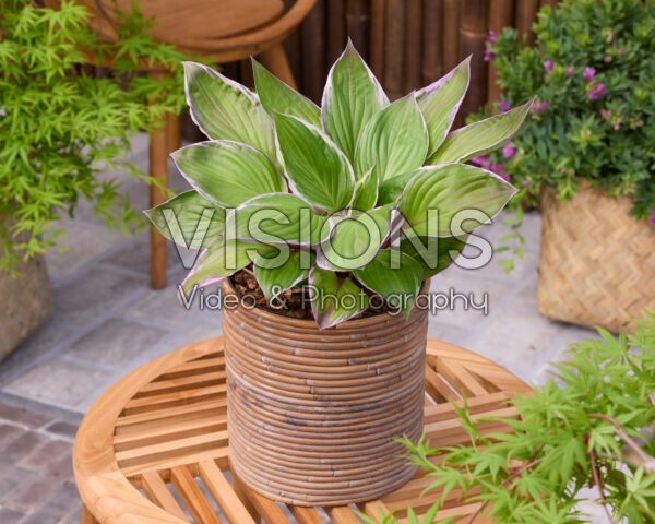 Hosta 253 Hosta 253