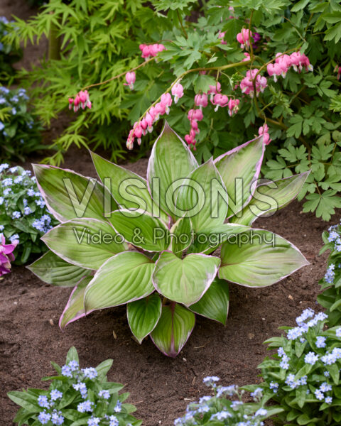 Hosta Pink Blush Hosta Pink Blush