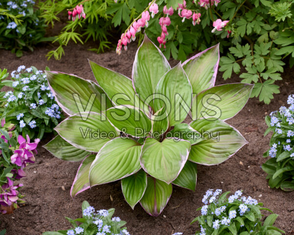Hosta 253 Hosta 253