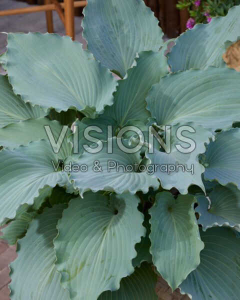 Hosta Skywriter Hosta Skywriter