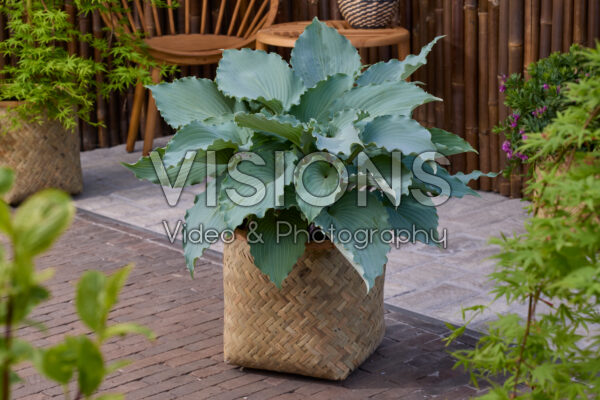 Hosta Skywriter Hosta Skywriter