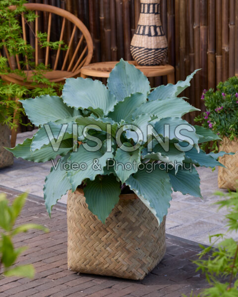 Hosta Skywriter Hosta Skywriter