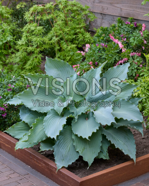 Hosta Skywriter Hosta Skywriter