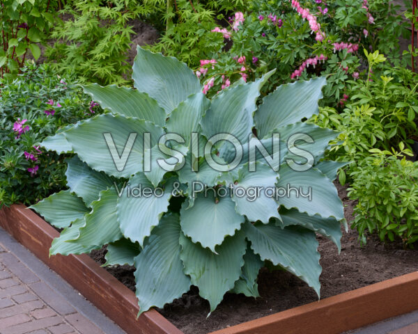 Hosta Skywriter Hosta Skywriter