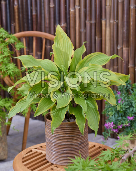 Hosta See No Evil