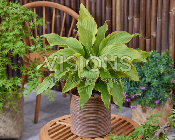 Hosta See No Evil Hosta See No Evil