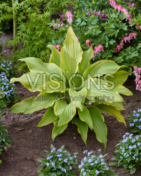 Hosta See No Evil Hosta See No Evil