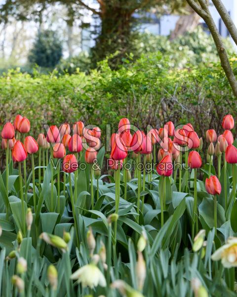 Tulp Ad Rem Tulp Ad Rem
