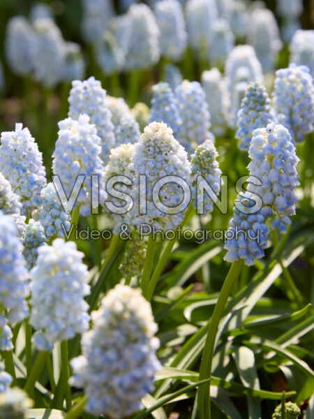 Muscari Nature's Beauty Muscari Nature's Beauty