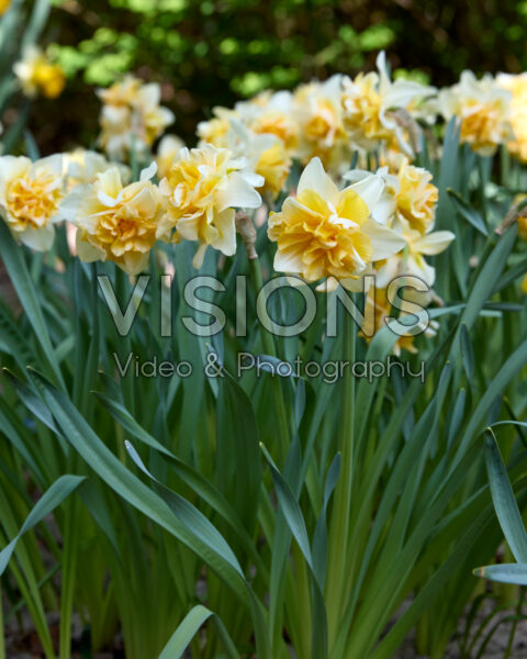 Narcissus Growers Beauty