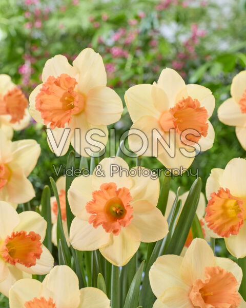 Narcissus Fulfillment