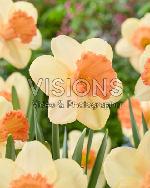 Narcissus Fulfillment Narcissus Fulfillment