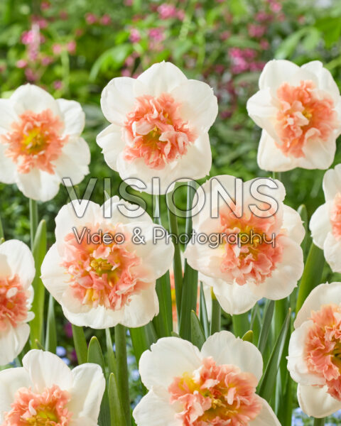 Narcissus Fire Drill Narcissus Fire Drill